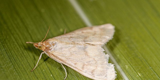 Das Maiszünsler-Weibchen legt bis zu 20 Eier ab. Aus ihnen entwickeln sich die gefährlichen Larven, die sich in den Maisstängel einbohren und die Maispflanze dadurch schädigen. (Bild Biotop)