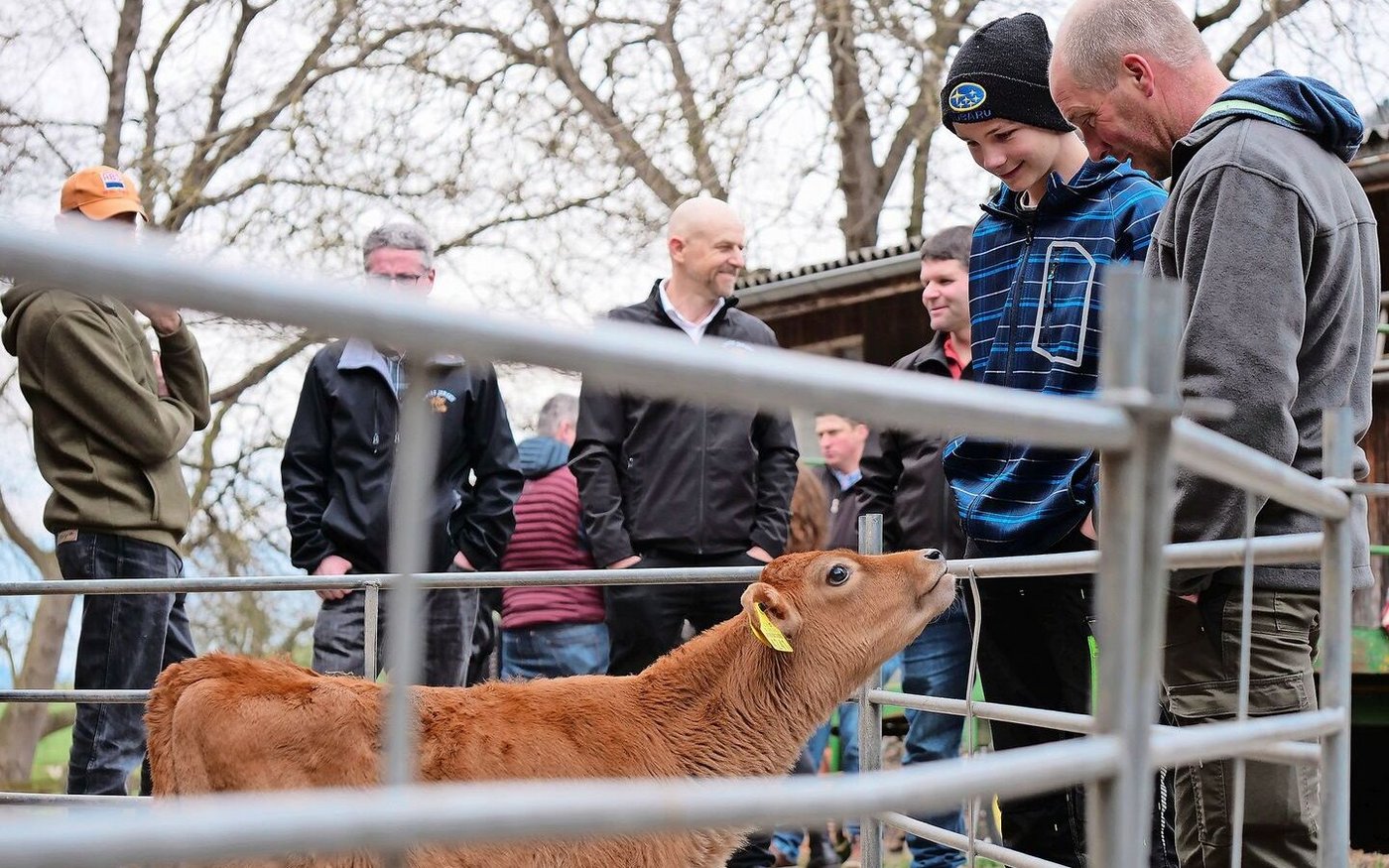 Die Rasse Jersey ist bekannt für ihre Neugier, unabhängig vom Alter des Tieres. Dies war auch bemerkbar bei der Besichtigung des Biohofes Badertscher anlässlich der diesjährigen Generalversammlung von Swiss Jersey.