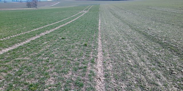 Frühsaat links und Spätsaat rechts in Winterweizen: Die Unterschiede sind markant und die Kulturführung sollte angepasst werden. (Bild Markus Hofer, Inforama)