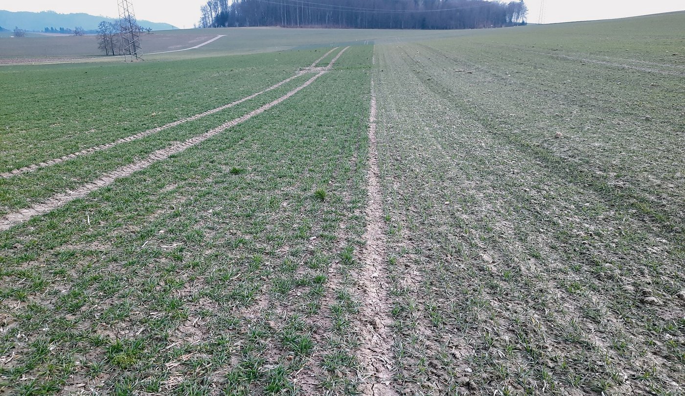 Frühsaat links und Spätsaat rechts in Winterweizen: Die Unterschiede sind markant und die Kulturführung sollte angepasst werden. (Bild Markus Hofer, Inforama)