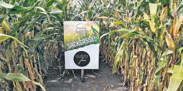 Das Maislabyrinth in Laupen beinhaltet heuer einen Lehrpfad, der von der Vielfalt der Berner Landwirtschaft handelt. Alle Info- und Quiztafeln zu finden, ist aber nicht so leicht.  