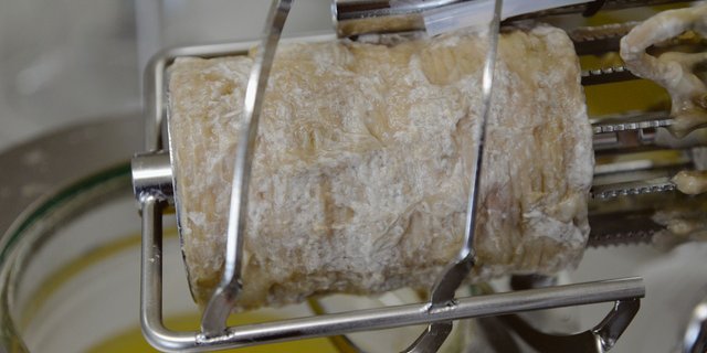 Ein pilzlicher Biofilm wächst auf der luftdurchlässigen Membran, die im Biofilmreaktor eingebaut ist.(Bild Michael Studer)