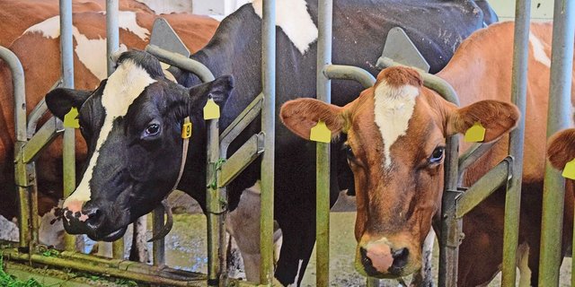 Der Biobetrieb setzt auf Rotationskreuzung. Die Kuh rechts ist eine Kreuzungskuh und hat eine Milchleistung von 8300  kg.