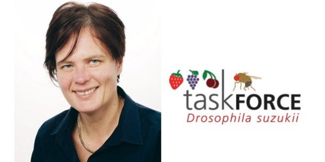 Dominique Mazzi ist die wissenschaftliche Projektleiterin der 2015 ge-gründeten Task Force Drosophila suzukii bei Agroscope. (Fotomontage jsc, Bild zVg)
