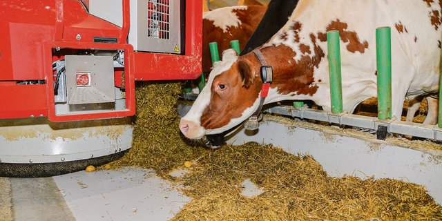 Mit einem Fütterungsroboter lassen sich mehr Fresszeiten einplanen. Davon profitieren besonders schwächere und jüngere Kühe.(Bild zVg)