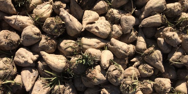 Aufgrund der Virösen Vergilbung verzeichnete der Kanton Waadt über 50 % tiefere Zuckererträge als Ostschweizer Kantone. (Bild BauernZeitung/sjh)