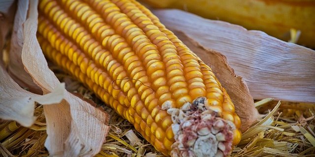 Der Maisbericht 2018 zeigt, dass der Mais zu den wärmeliebenden Pflanzen gehört und gesamthaft toleranter gegen Hitzestress und Wassermangel ist. (Bild pixabay)