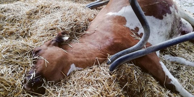 Auf den neuen Plakaten der Anti-Littering-Kampagne des SBV soll eine tote Kuh abgebildet sein.