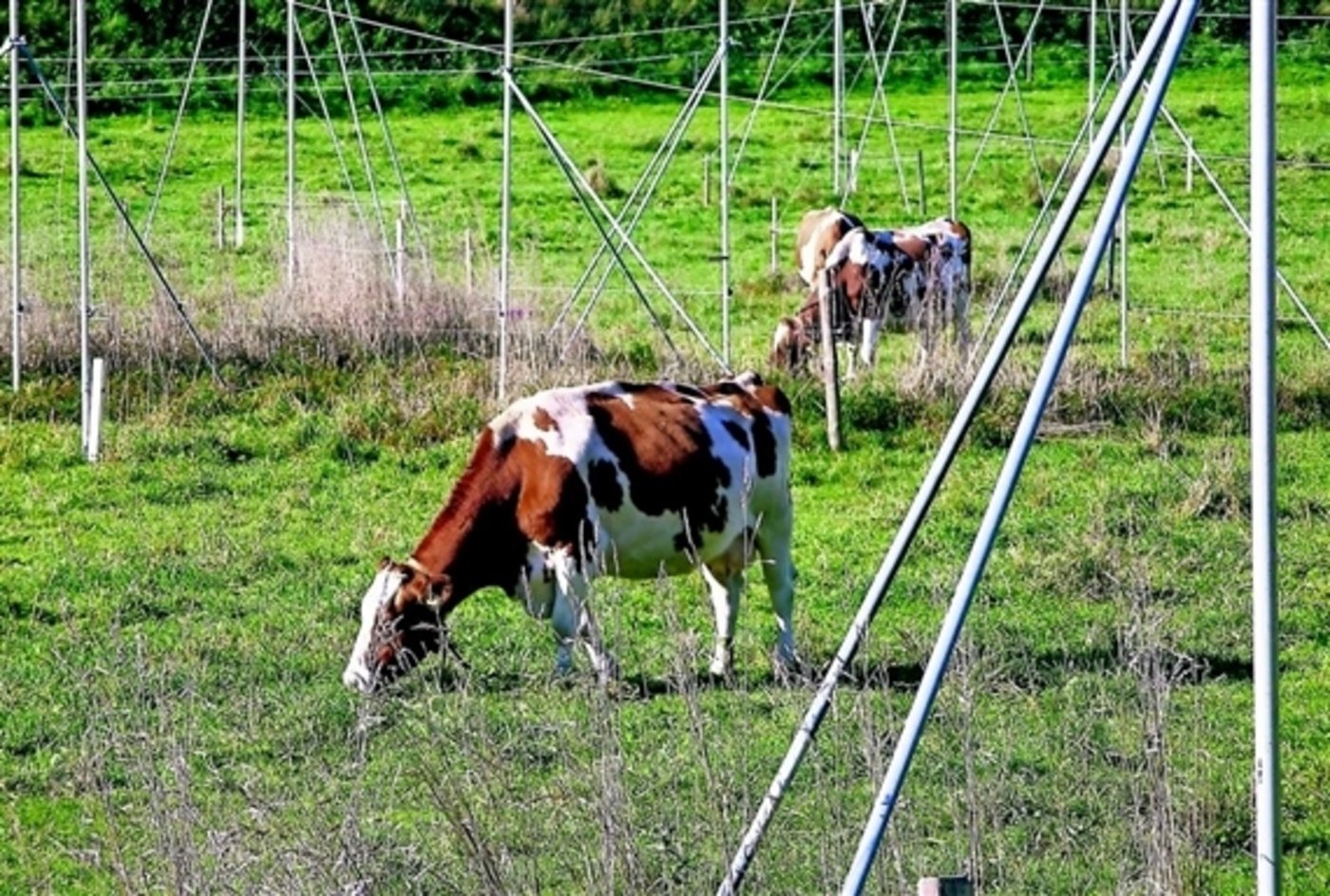 Die Zürcher Kulturlandinitiative verlangte, dass die wertvollen Landwirtschaftsflächen vom Kanton wirksam geschützt werden sowie in ihrem Bestand und in ihrer Qualität erhalten bleiben. (Bild SBV)