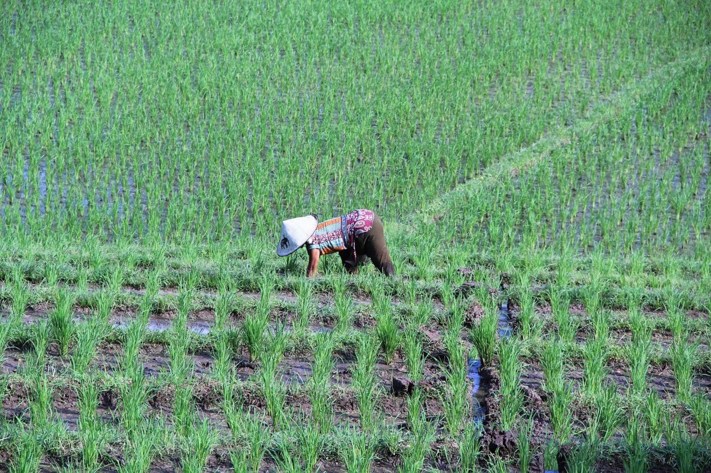 Nur ein kleiner Teil der Importe aus Indonesien seien Agrar- oder forstwirtschaftliche Produkte. Im Gegensatz zu den Pflanzenschutz-Initiativen sei das Freihandelsabkommen daher keine Bedrohung für die Schweizer Landwirtschaft – aber eine Chance für das inländische Gewerbe. (Bild cp1983 /Pixabay)