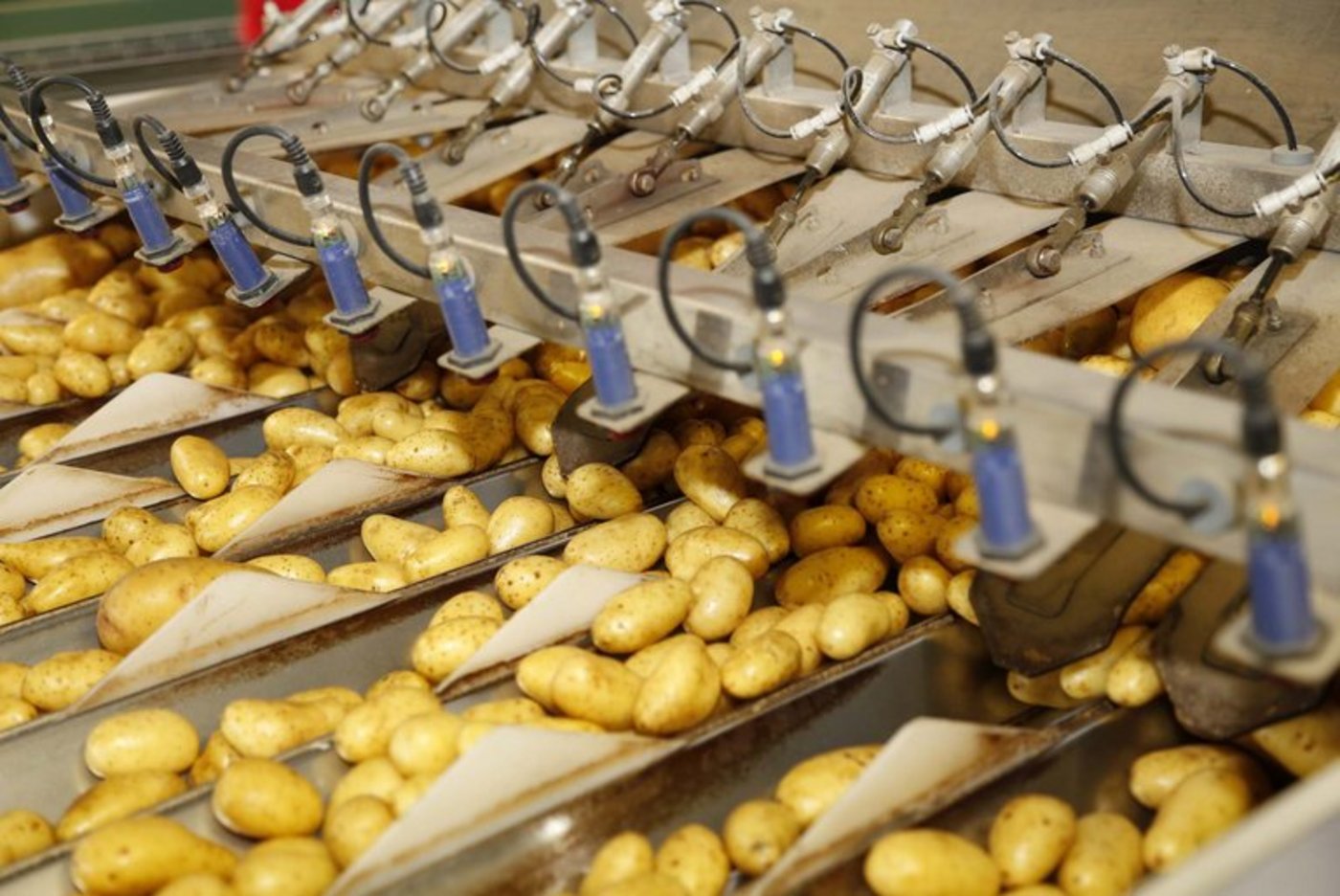 Auch übersteigerte Qualitätsvorschriften tragen zur Lebensmittelverschwendung bei. (Bild lid)