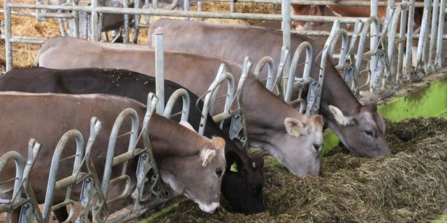 Wie Kühe gefüttert werden, hat einen Einfluss auf den Nährstfoffanfall und sollte daher bei der Beurteilung von Nährstoffflüssen berücksichtigt werden. (Bild BauZ)