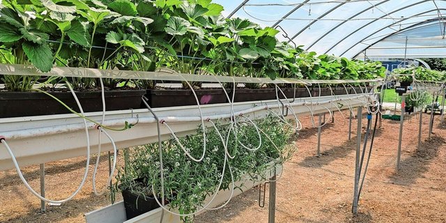 Das üppig blühende Steinkraut schützte in Versuchen die Erdbeeren vor Schäden durch Blütenthripse.