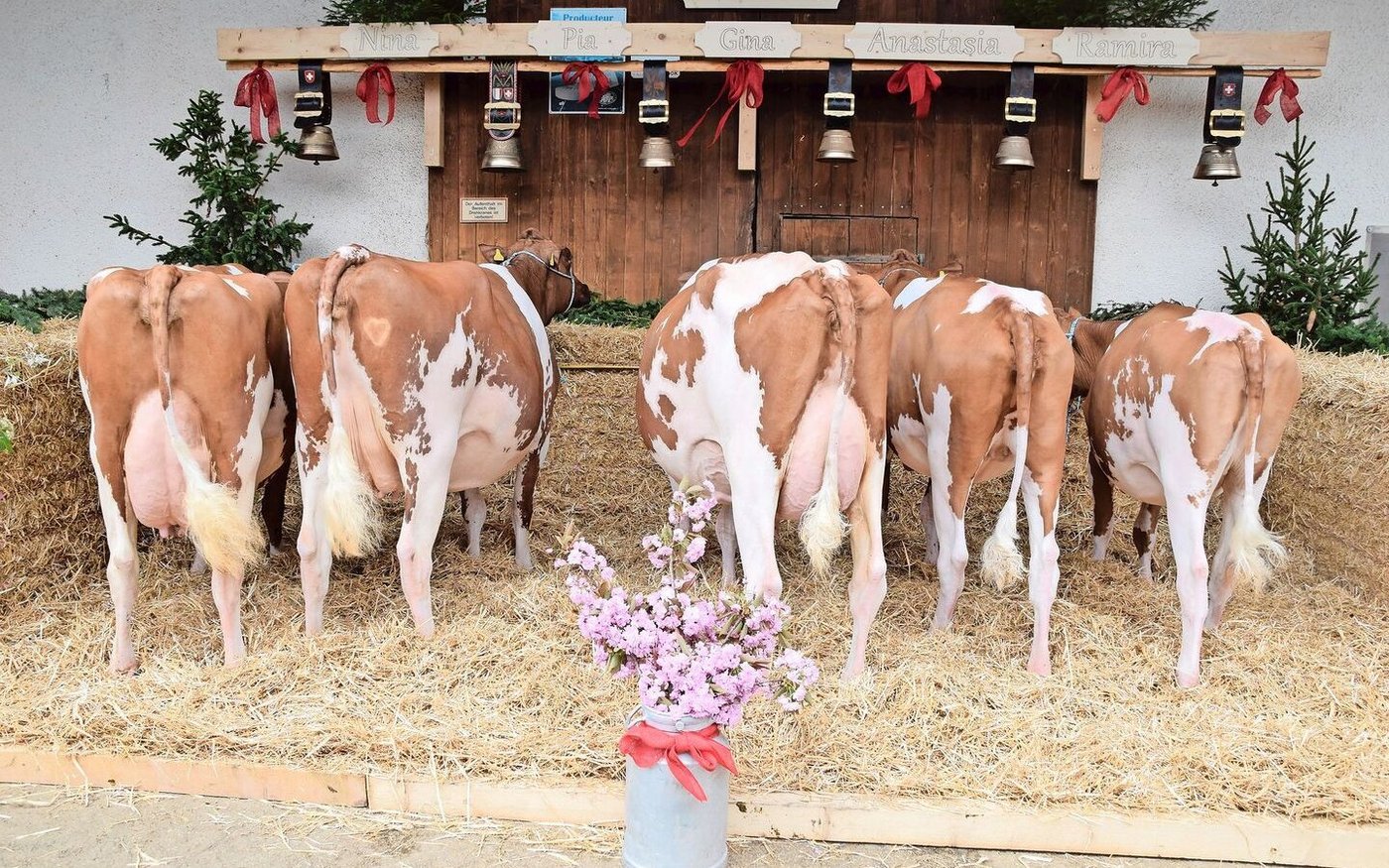 Die Zuchtfamilie von Bigstar Nina wurde mit 82 Punkten beurteilt.