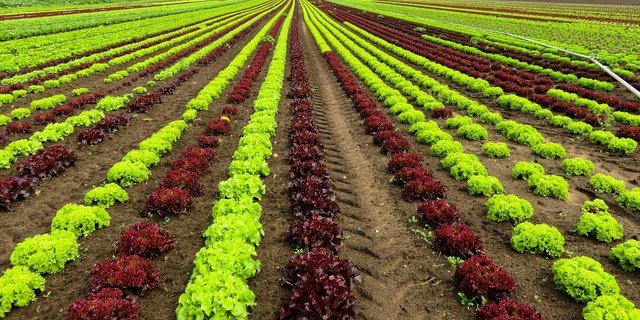 Dass mit den Subventionen Neubauten für die Terraviva AG und Seeland Bio gebaut werden sollen, stösst der Fenaco sauer auf. (Bild Pixabay)