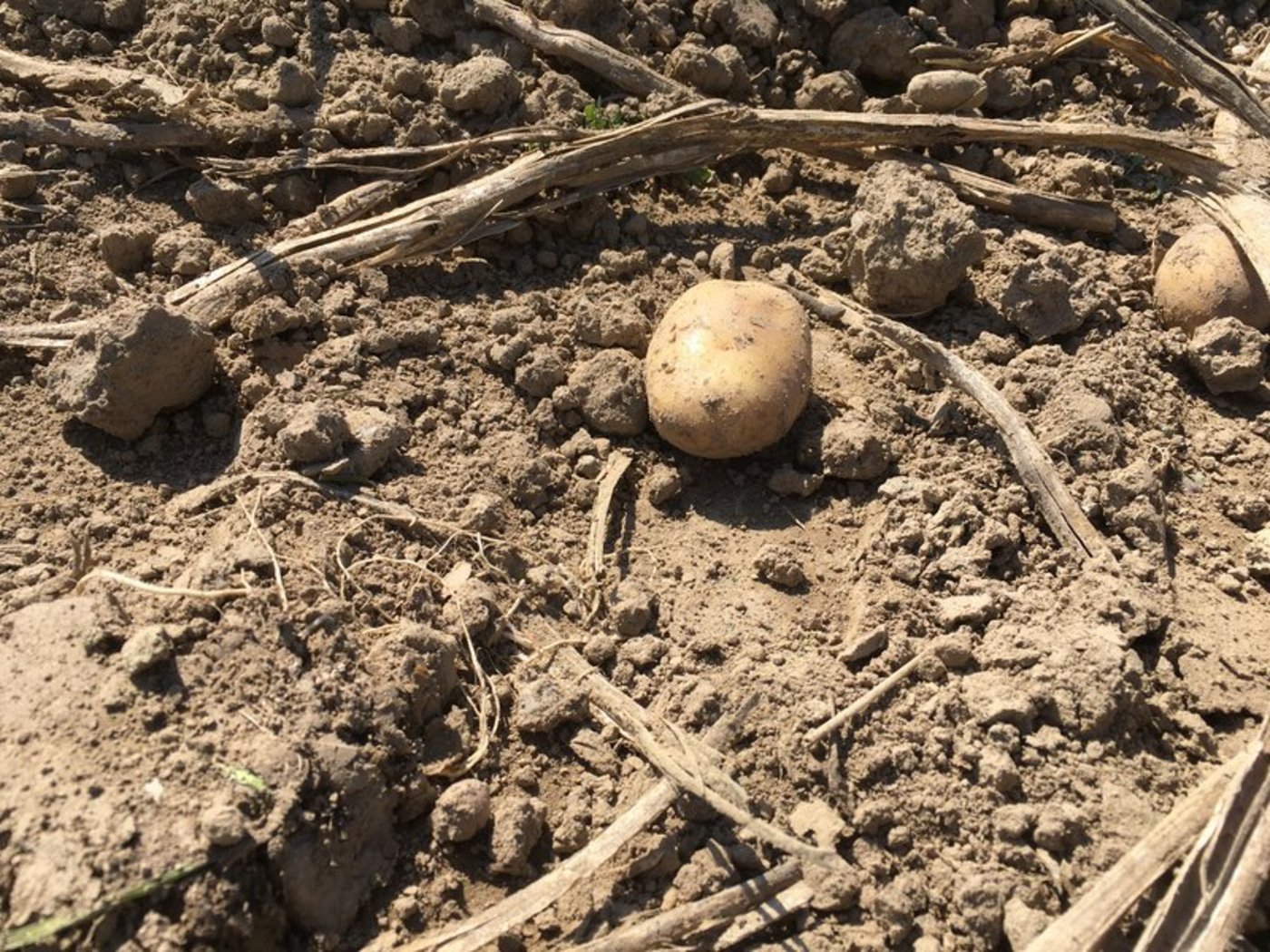 Auch nach den Abstimmungen vom 13. Juni 2021 wird der Druck auf die Landwirtschaft bestehen bleiben, ist Ruedi Fischer überzeugt. (Bild BauZ)