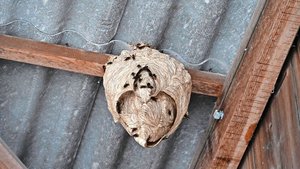 In einem grossen Sekundärnest können bis zu 3500 Asiatische Hornissen leben. Dieses Nest ist noch kleiner, wäre aber täglich stark gewachsen. 