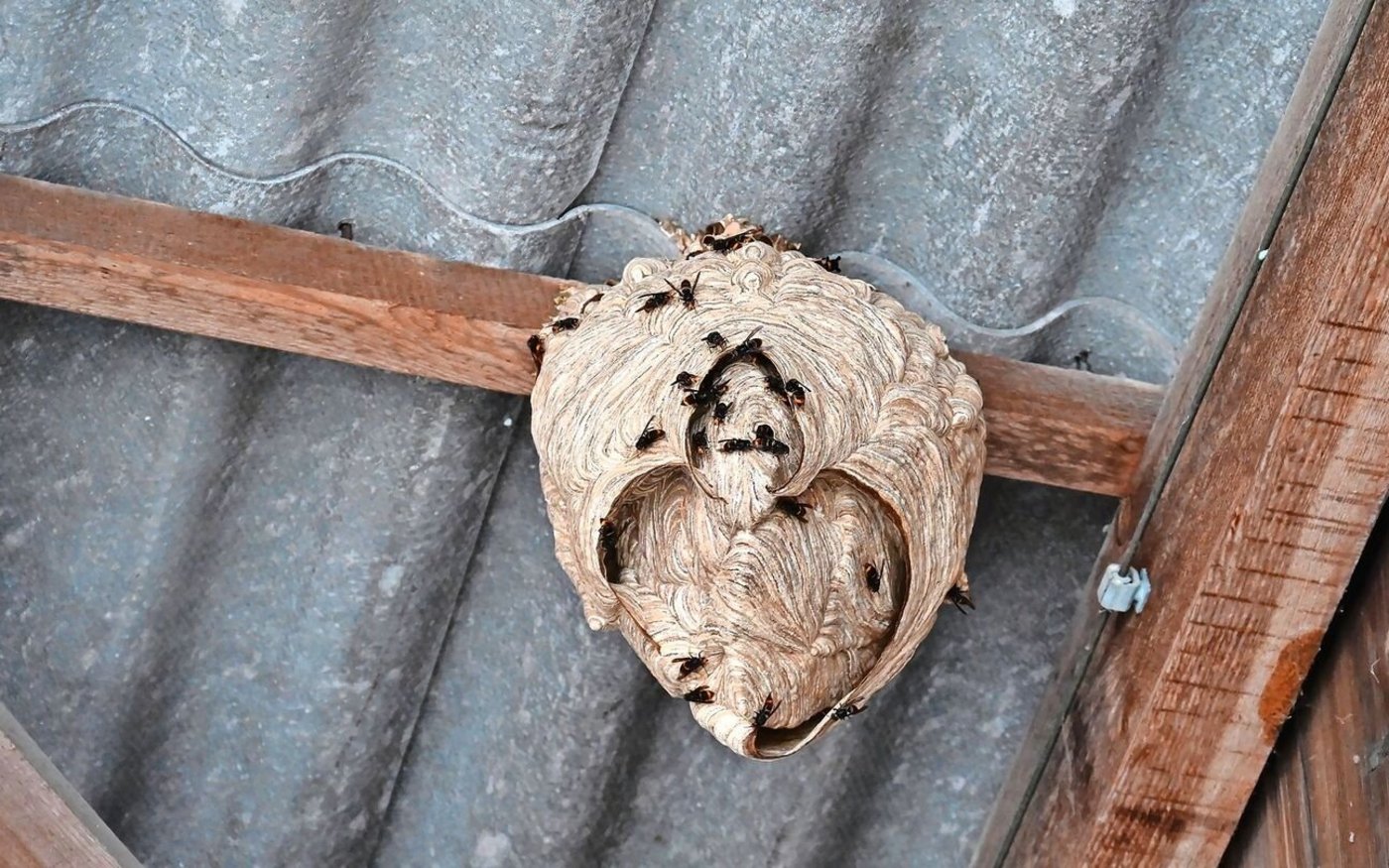 In einem grossen Sekundärnest können bis zu 3500 Asiatische Hornissen leben. Dieses Nest ist noch kleiner, wäre aber täglich stark gewachsen. 