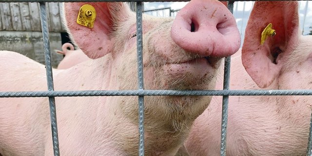 Auch Schweine sind sensible Schnüffler. Diskussionen um Gerüche aus der Landwirtschaft wird es trotz vieler Reduktionsmassnahmen wohl immer geben. 