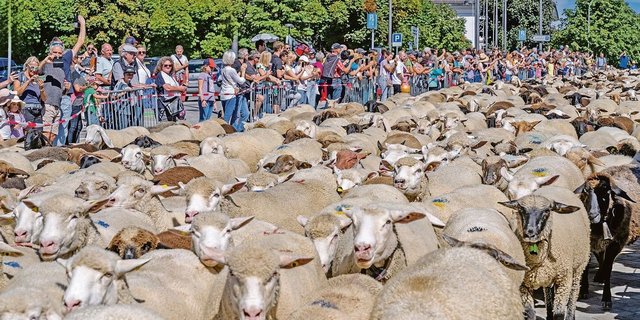 Sehr viele Schafe und noch viel mehr Menschen füllten die Strassen in Einsiedeln. 