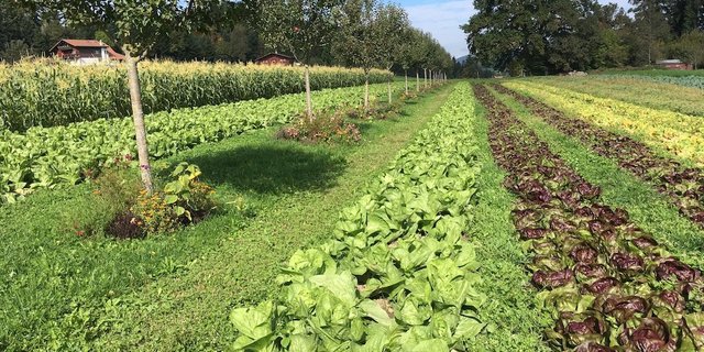 Agroforst gewinnt in der Landwirtschaft wieder mehr an Bedeutung hinsichtlich seiner vielen Vorteile für die Umwelt. Eine Anbauweise ist die Kombination von Obstbäumen mit Gemüse.  (Bild Bernhard Hänni)