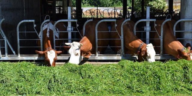 In Schweizer Ställen stehen weniger Milchkühe als auch schon. (Bild jsc)