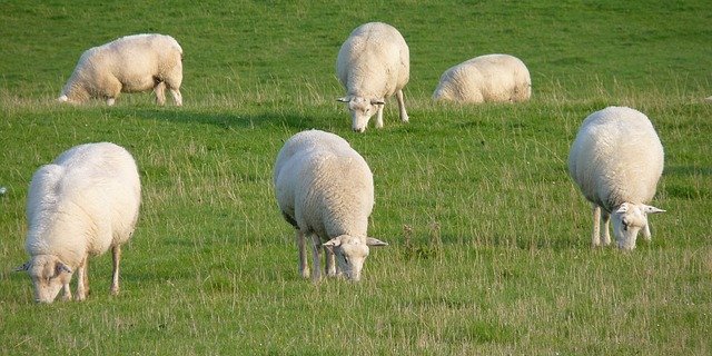 Nicht nur Entwurmungsmittel helfen gegen Parasiten im Magen-Darmtrakt von Schafen und Ziegen. Auch gezieltes Weidemanagement oder bestimmte Futterpflanzen können helfen. (Bild Pixabay)