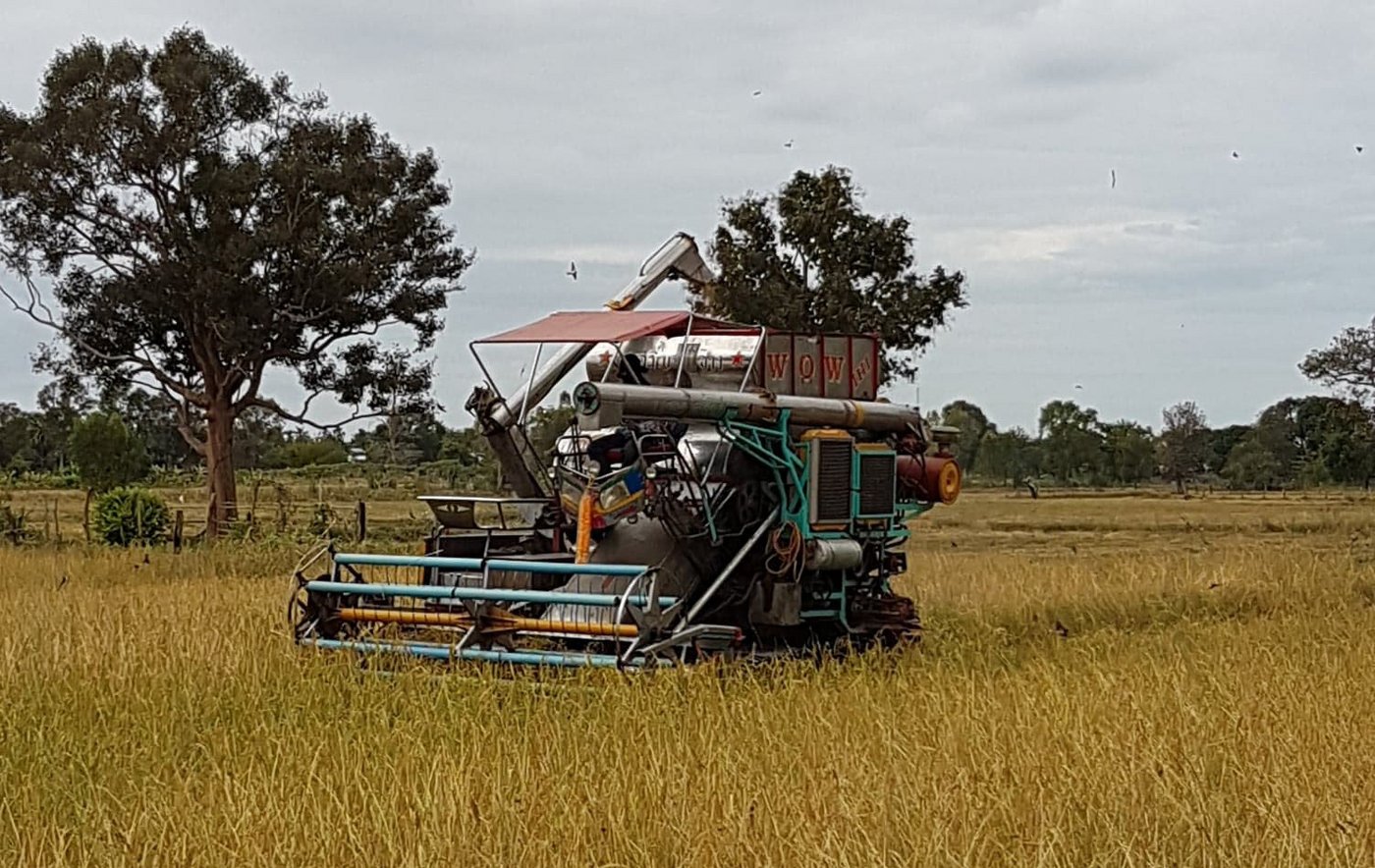 Reisernte im thailändischen Rattanaburi in der nordösllichen Provinz Surin. (Bild Urs Morf)