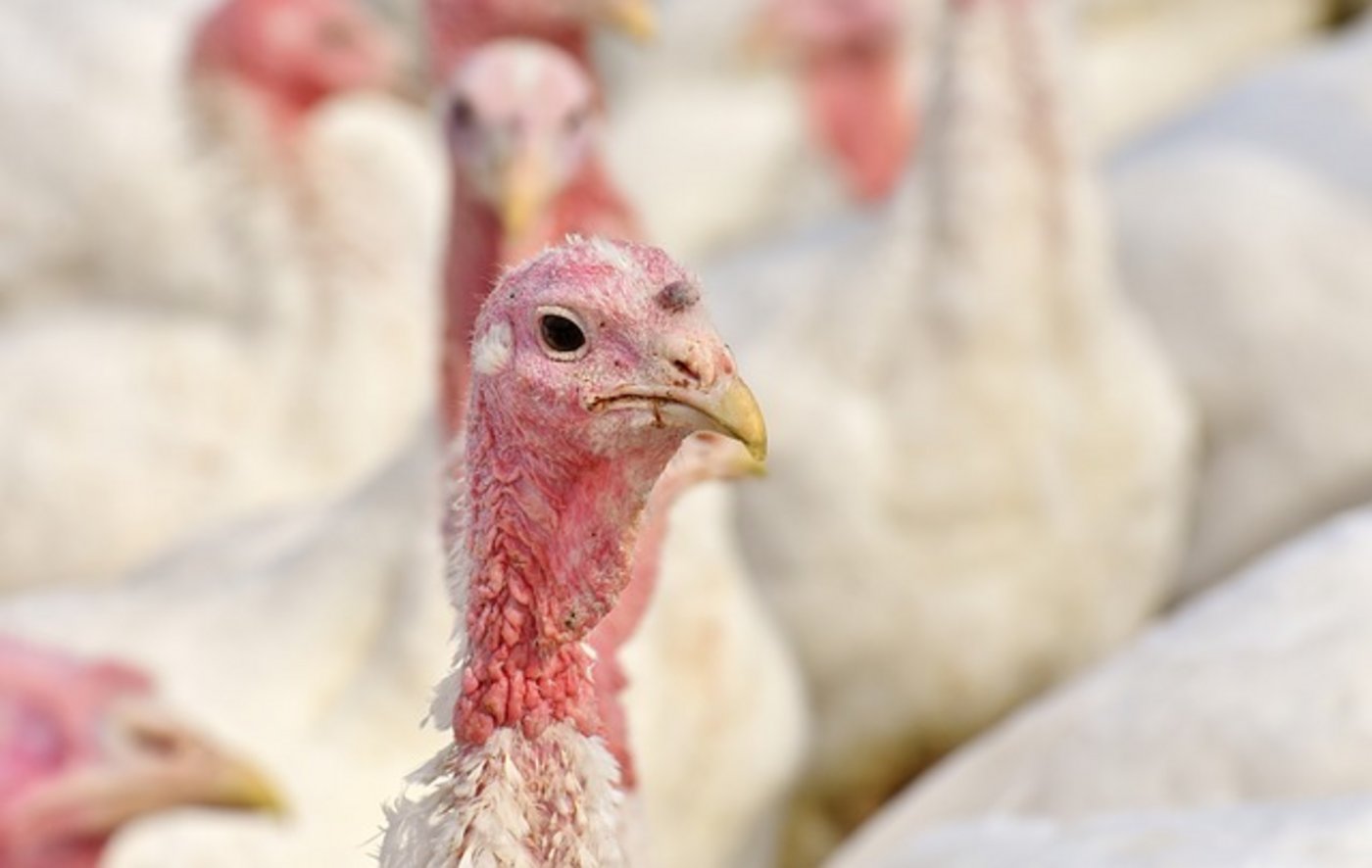 Es soll sich um eine hochpathogene Form des Vogelgrippe-Erregers handeln. (Bild Pixabay)