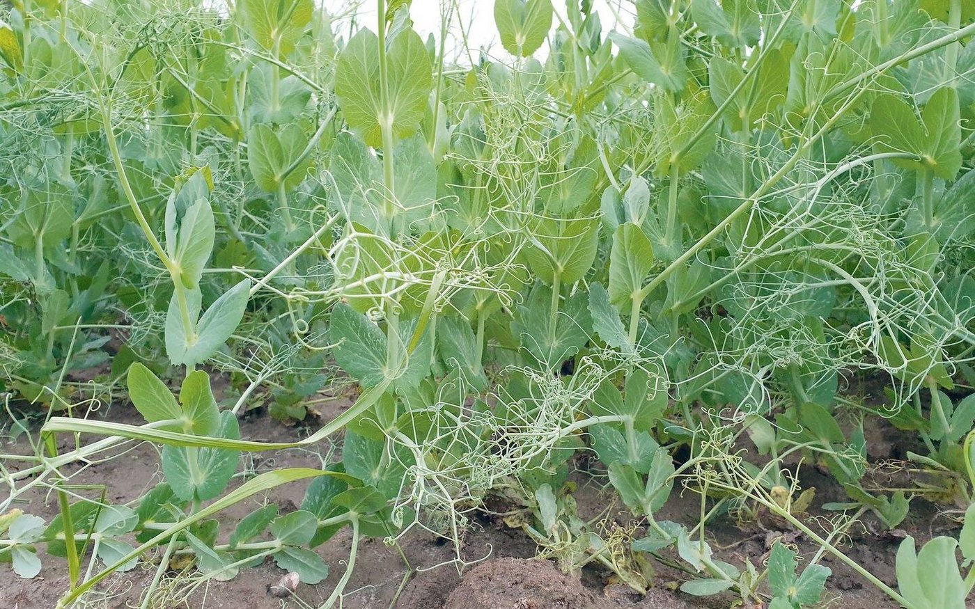 Das Feldbauteam der Liebegg erarbeitet mit Feldversuchen Know-how zu  Leguminosen, hier Eiweisserbsen.