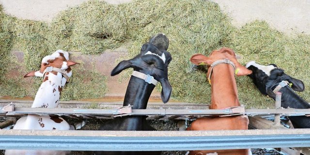 Eine Mischration hat viele Vorteile; die Pansensynchronisation wird dadurch aber nicht garantiert.