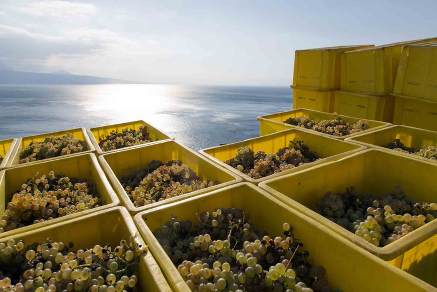 Die Waadtländer Weinernte fällt heuer prächtig aus. (Bild Communauté Interprofessionnelle du Vin Vaudois)