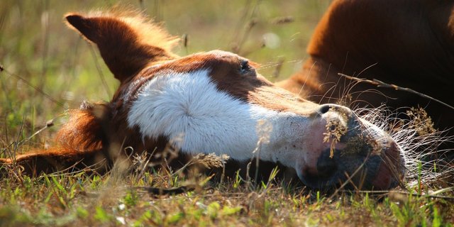 Fohlen liegen gerne draussen im Gras, während ihre Mutter in der Nähe weidet. Manchmal ist es auch eine Amme. (Bild Pixabay)
