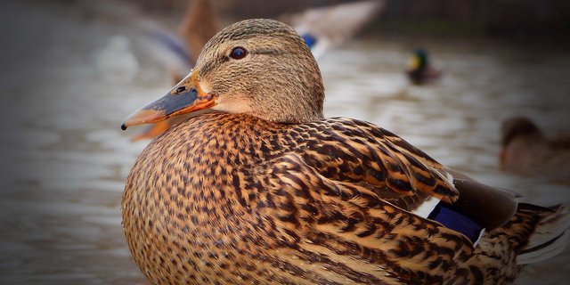 Direkter Kontakt über infizierte (Wild-)vögel ist nur ein möglicher Übertragungsweg der Vogelgrippe. (Bild Pixabay)