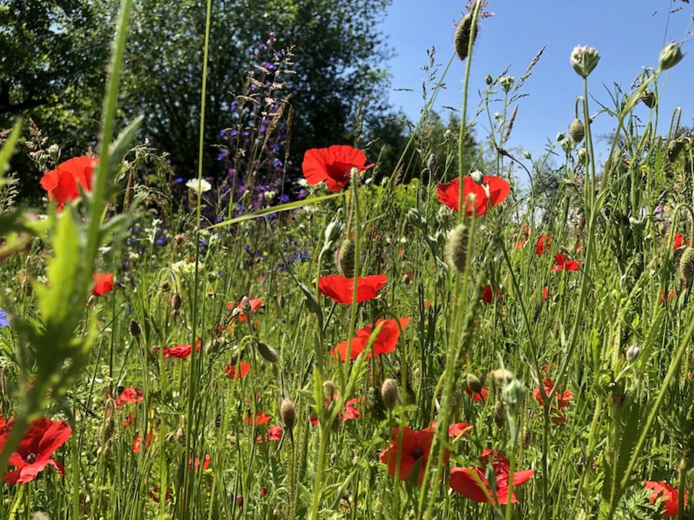 Die App «Naturpfade» und die Plattform «Future Planter» helfen die Biodiversiät zu fördern und zu entdecken. (Bild et)