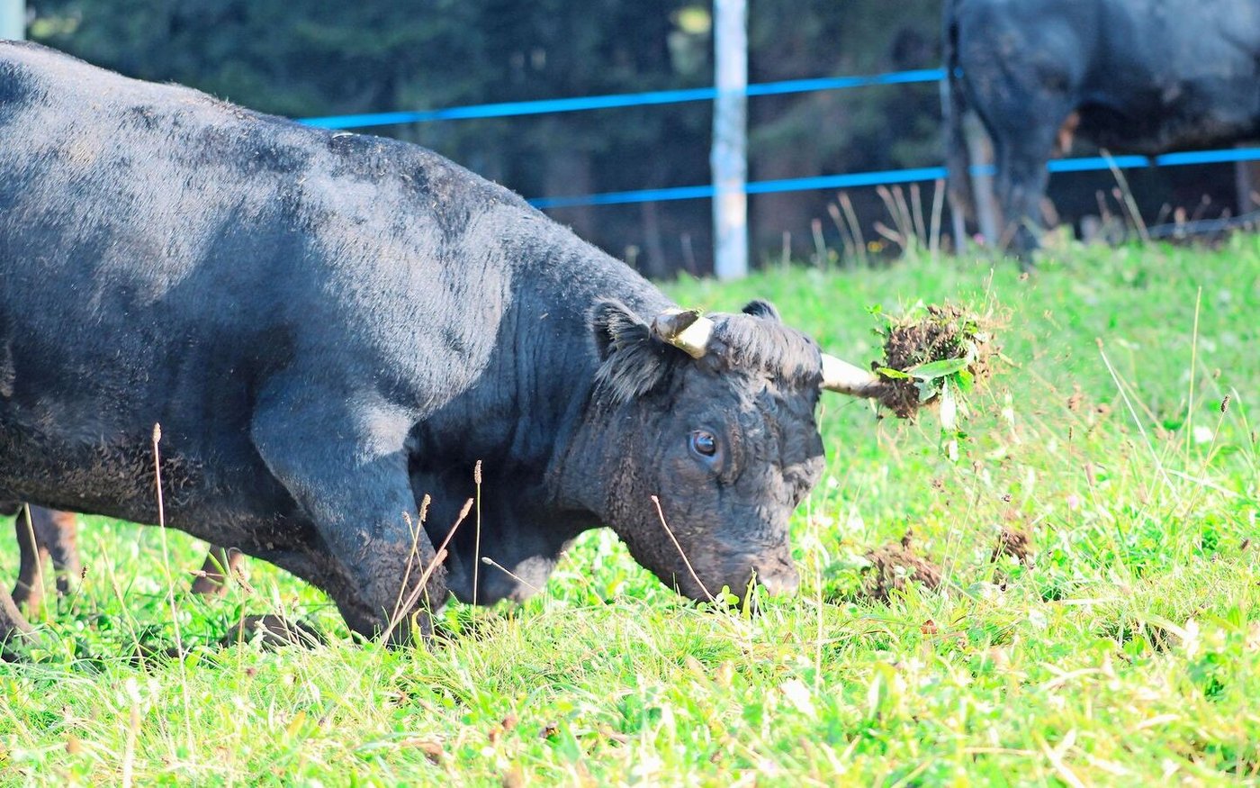 Mit ihren behornten Köpfen traktieren die kräftigen Tiere den Boden und reissen ganze Erdstücke aus.