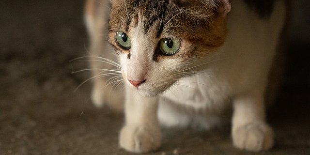 Der Schweizer Tierschutz STS und seine 71 Sektionen kastrieren jährlich rund 11000 verwilderte, herrenlose Katzen und Bauernhofkatzen. (Symbolbild Pixabay)