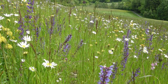 Diese Blumenwiese im zürcherischen Zumikon ist Bestandteil des Naturnetzes Pfannenstil. Bilder zVg. 