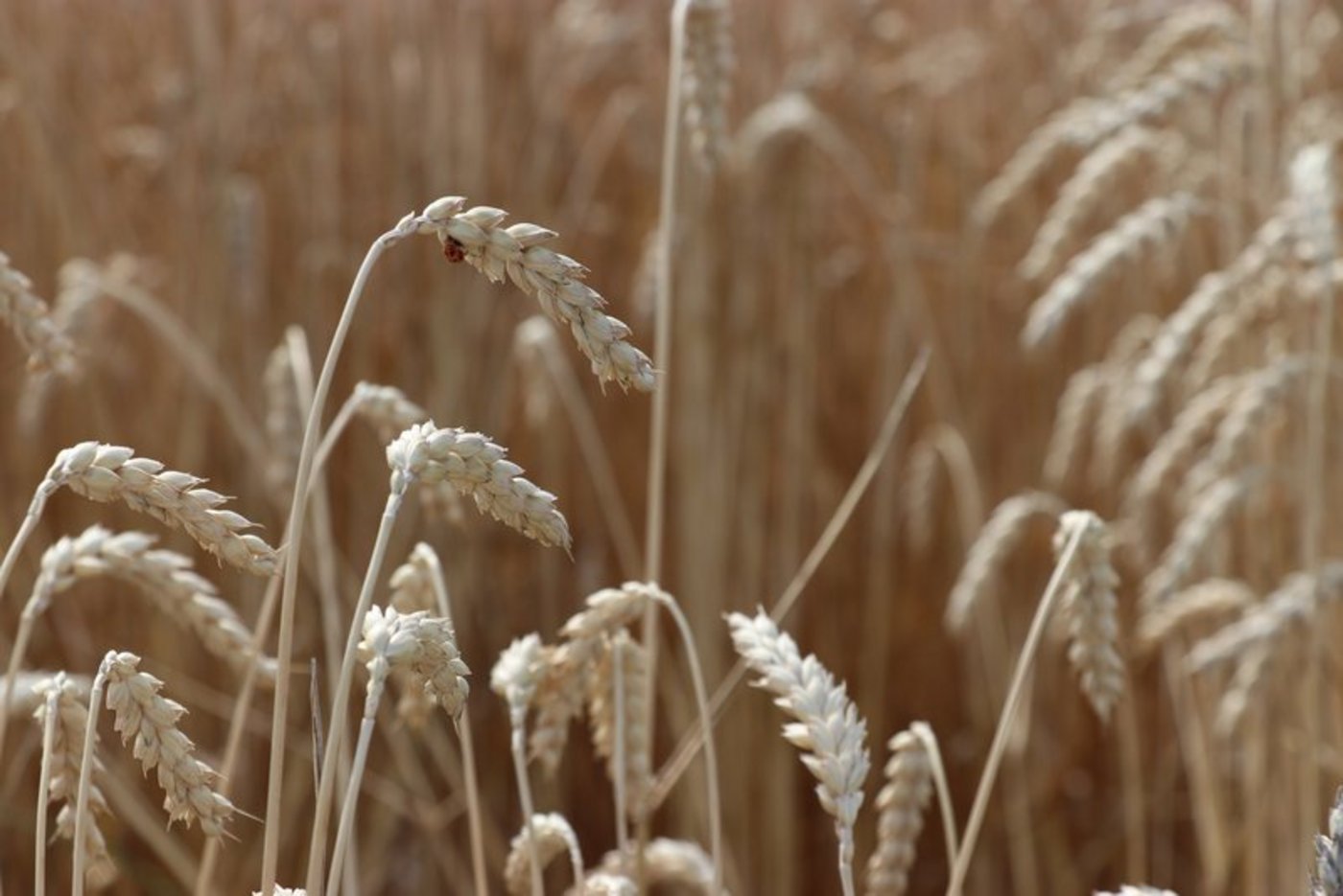 2018 war ein gutes Getreide-Jahr. (Bild Ruth Aerni)