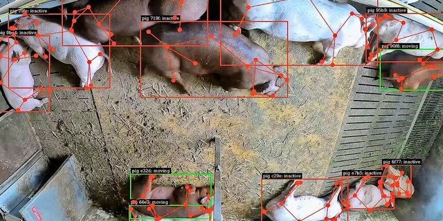 Was früher kaum messbar war, wird sichtbar: Als Strichmännchen verfolgt eine KI jeden Eber in der Bucht und erkennt, wer frisst, ruht oder aggressiv wird.