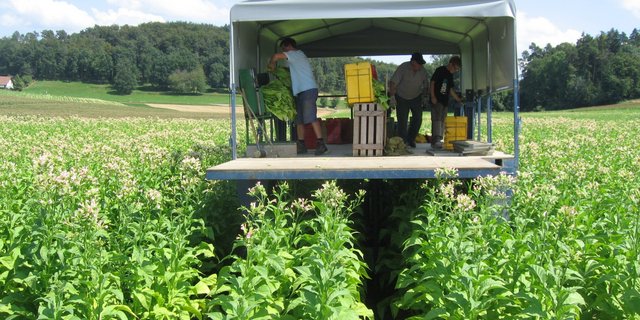 Die Produktion von Tabak kann eine interessante Nische sein. (Bild zVg)