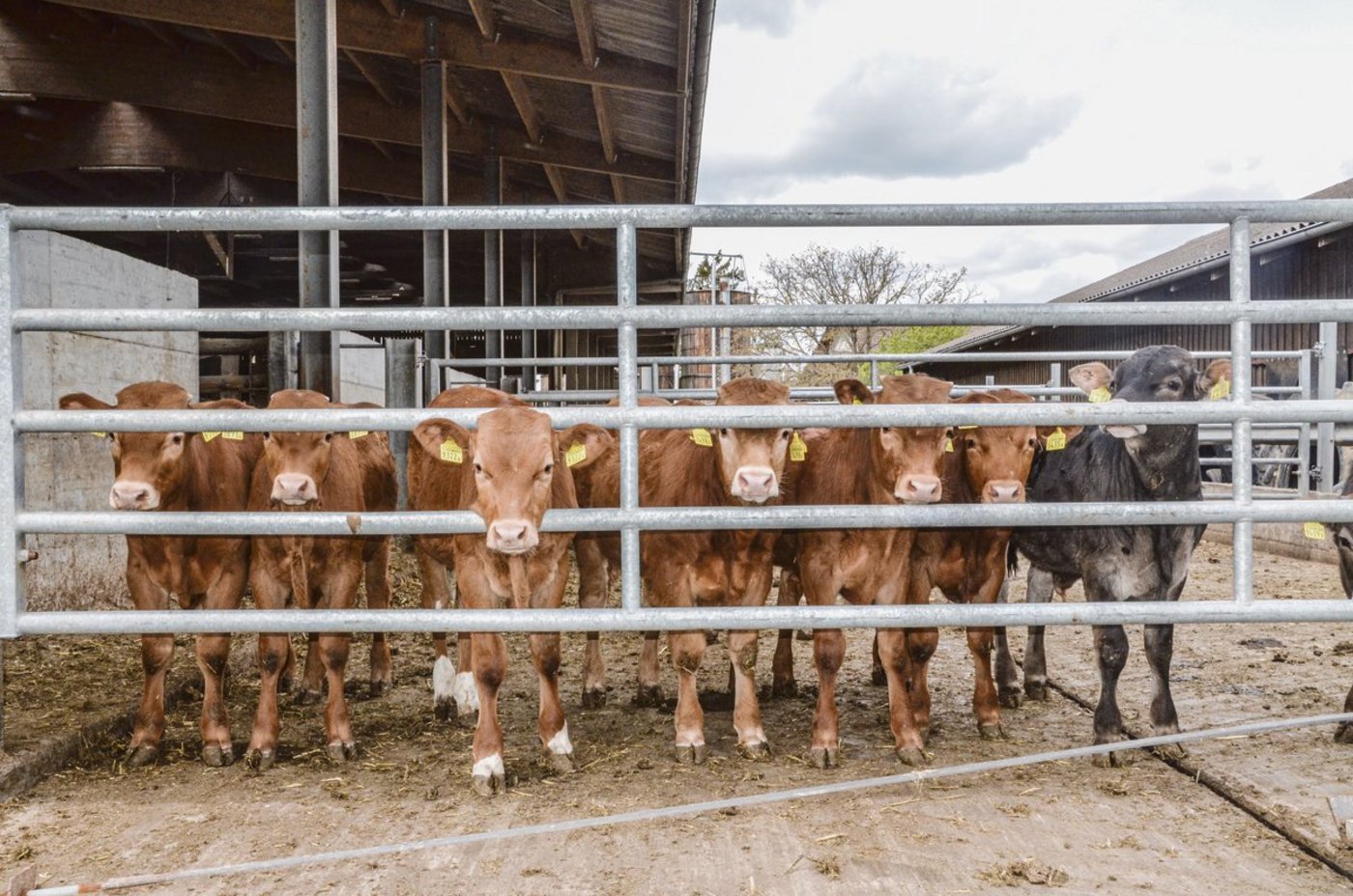 Eine optimale Mischration wird für den mittleren Mastabschnitt ausgelegt. In den ersten und letzten Wochen wird angepasst. (Bild Aline Küenzi)