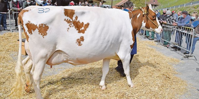 Sie war das teuerste Tier des Tages: Die Bio-Kuh Red-Boy Ramela von Martin und Beatrice Wüthrich aus Trub BE konnte für 4900 Franken zugeschlagen werden.(Bild Peter Fankhauser)