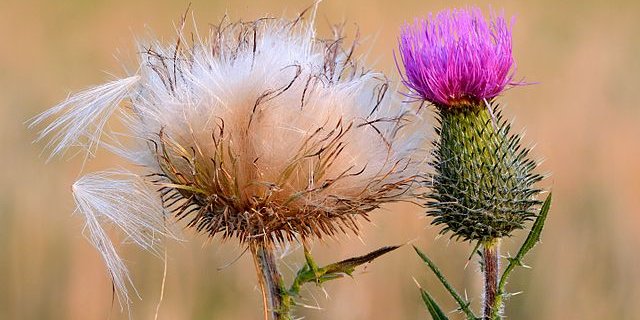 Die Distel hat eigentlich einen schlechten Ruf. (Symbolbild Yvar Leidus)