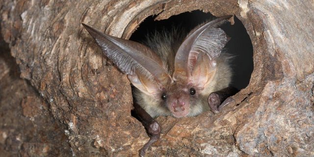 Die Langohrfledermaus ist eine von 30 Arten, die es in der Schweiz gibt. Sie jagt gerne in Obstgärten. Den Tag verschläft sie in Baumhöhlen oder Dachstöcken. 	(Bild www.fledermausschutz.ch)