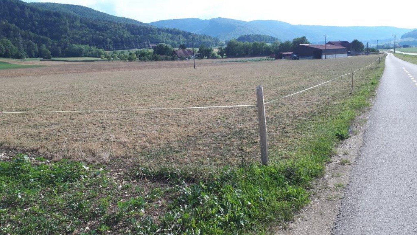 Im jurassischen Courroux sind die Weiden am vertrocknen... (Bilder M. Darbellay / agrijura.ch)