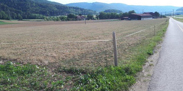 Im jurassischen Courroux sind die Weiden am vertrocknen... (Bilder M. Darbellay / agrijura.ch)