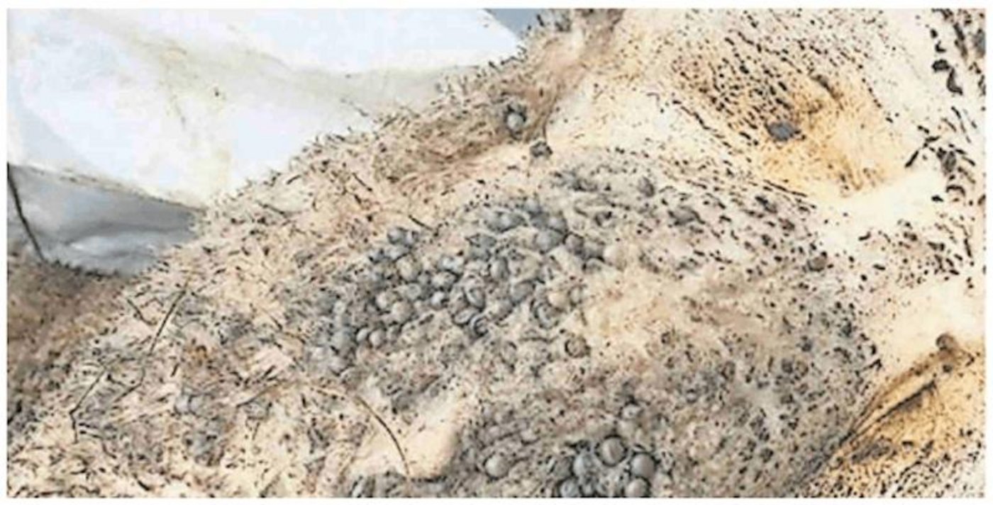 Einen derartigen Zeckenbefall haben weder der Landwirt noch der zugezogene Tierarzt bisher gesehen. (Bild Walliser Bote)