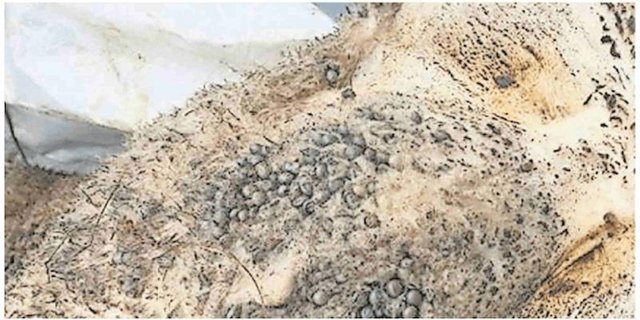 Einen derartigen Zeckenbefall haben weder der Landwirt noch der zugezogene Tierarzt bisher gesehen. (Bild Walliser Bote)