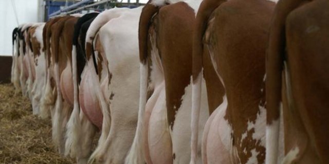 Ob eine Kuh trächtig ist oder nicht, kann neu anhand einer Milchprobe festgestellt werden. (Bild: lid)